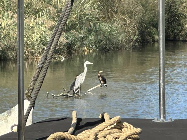 Aalscholver en blauwe reiger